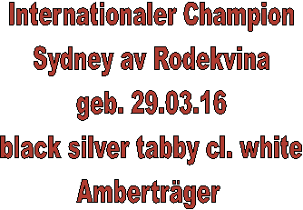 Internationaler Champion
Sydney av Rodekvina
geb. 29.03.16
black silver tabby cl. white
Amberträger 